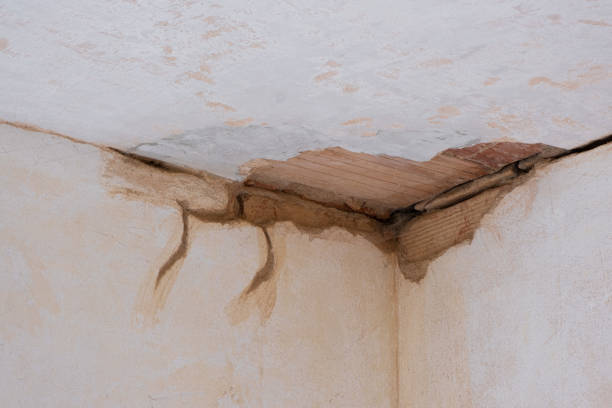Best Mold removal after water damage  in Ravenna, MI
