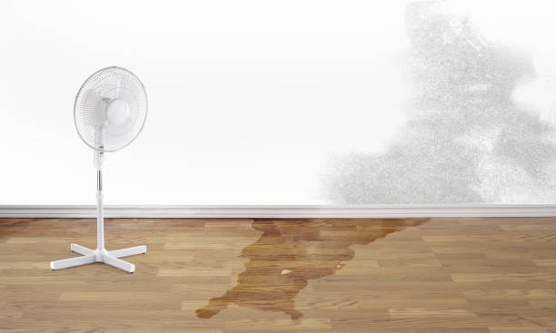 Best Water damage restoration mold remediation  in Ravenna, MI
