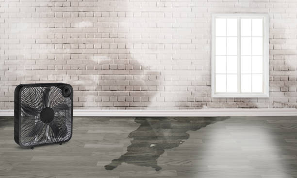 Best Mold removal after water damage  in Ravenna, MI
